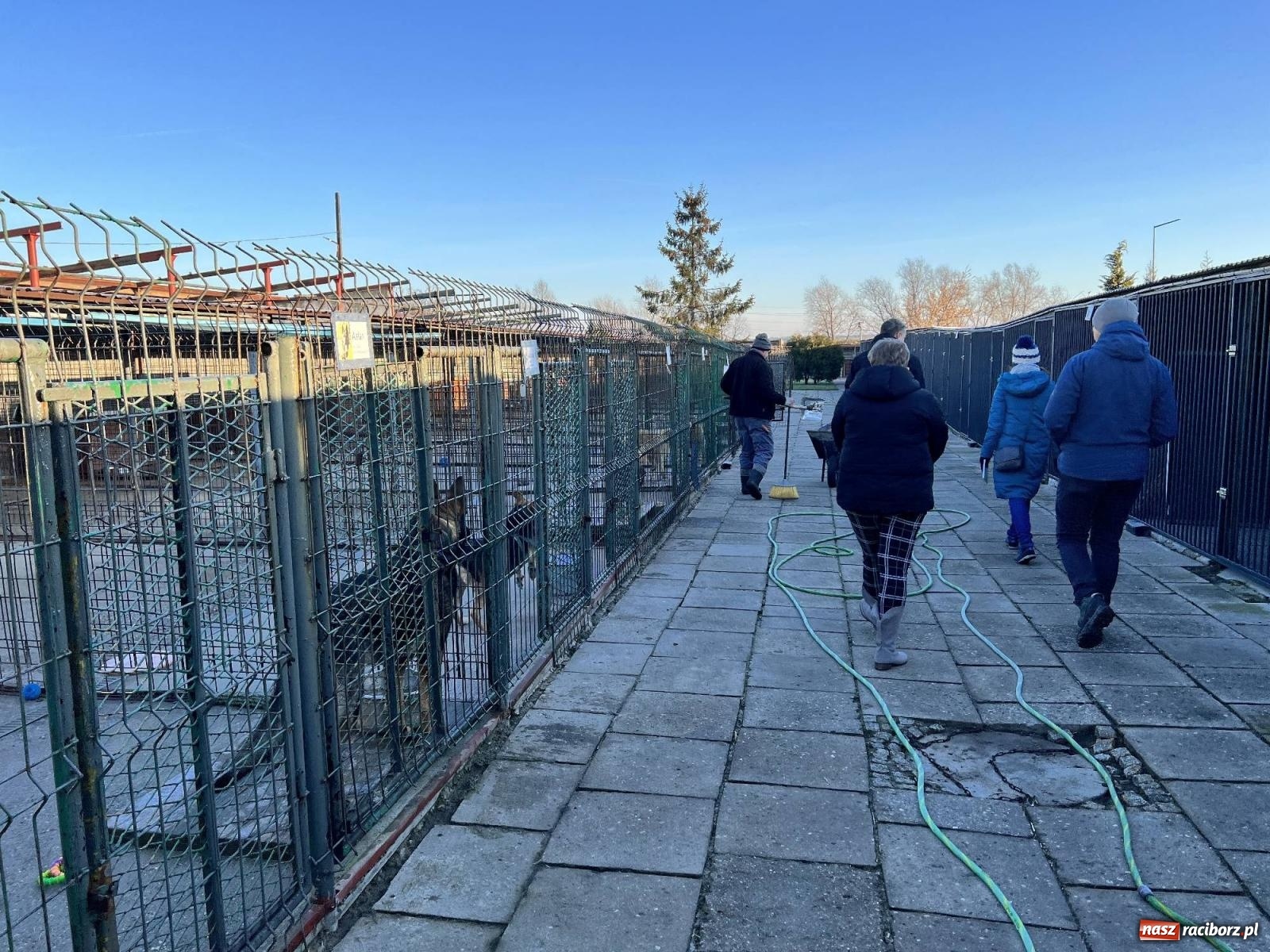 Zdjęcie w galerii na portalu naszraciborz.pl: Racibórz bez schroniska dla bezdomnych zwierząt? wiadomości z regionu