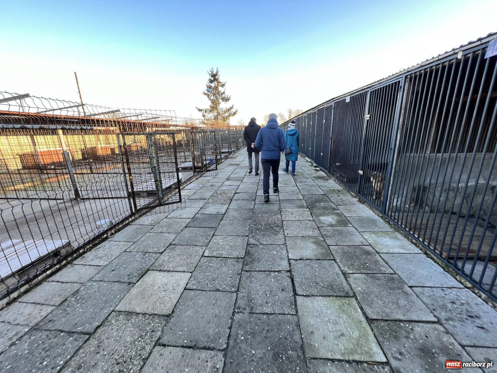 Zdjęcie w galerii na portalu naszraciborz.pl: Racibórz bez schroniska dla bezdomnych zwierząt? wiadomości z regionu