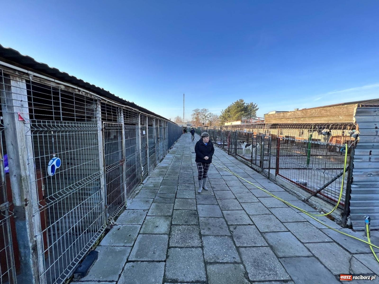 Zdjęcie w galerii na portalu naszraciborz.pl: Racibórz bez schroniska dla bezdomnych zwierząt? wiadomości z regionu