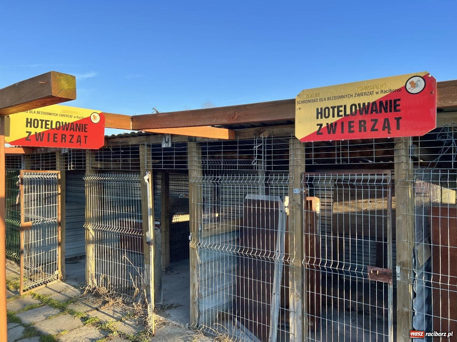 Zdjęcie w galerii na portalu naszraciborz.pl: Racibórz bez schroniska dla bezdomnych zwierząt? wiadomości z regionu