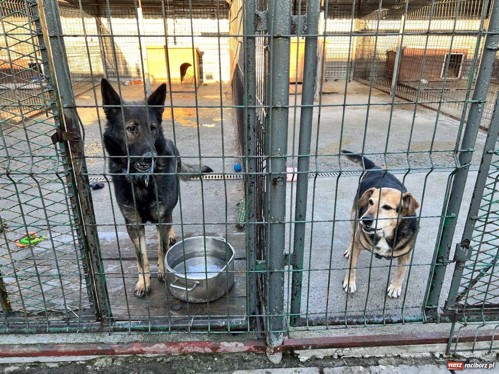 Zdjęcie w galerii na portalu naszraciborz.pl: Racibórz bez schroniska dla bezdomnych zwierząt? wiadomości z regionu