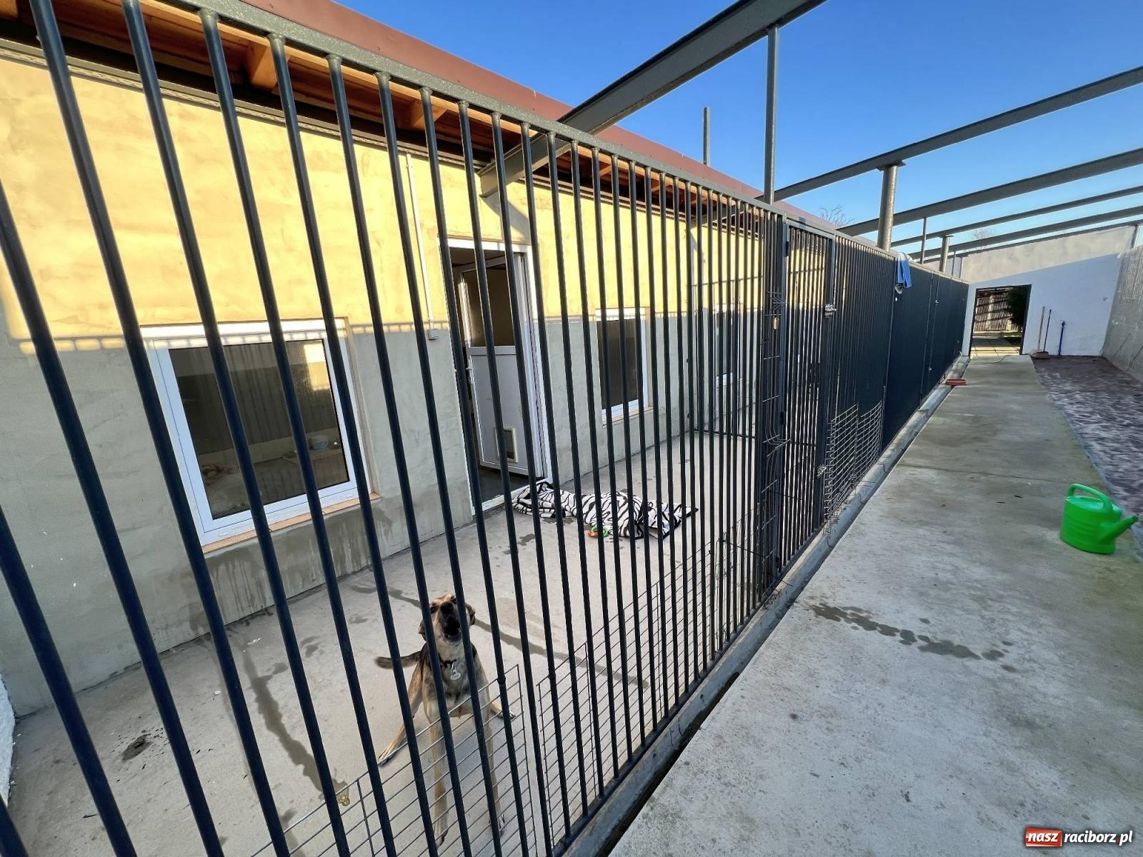 Zdjęcie w galerii na portalu naszraciborz.pl: Racibórz bez schroniska dla bezdomnych zwierząt? wiadomości z regionu