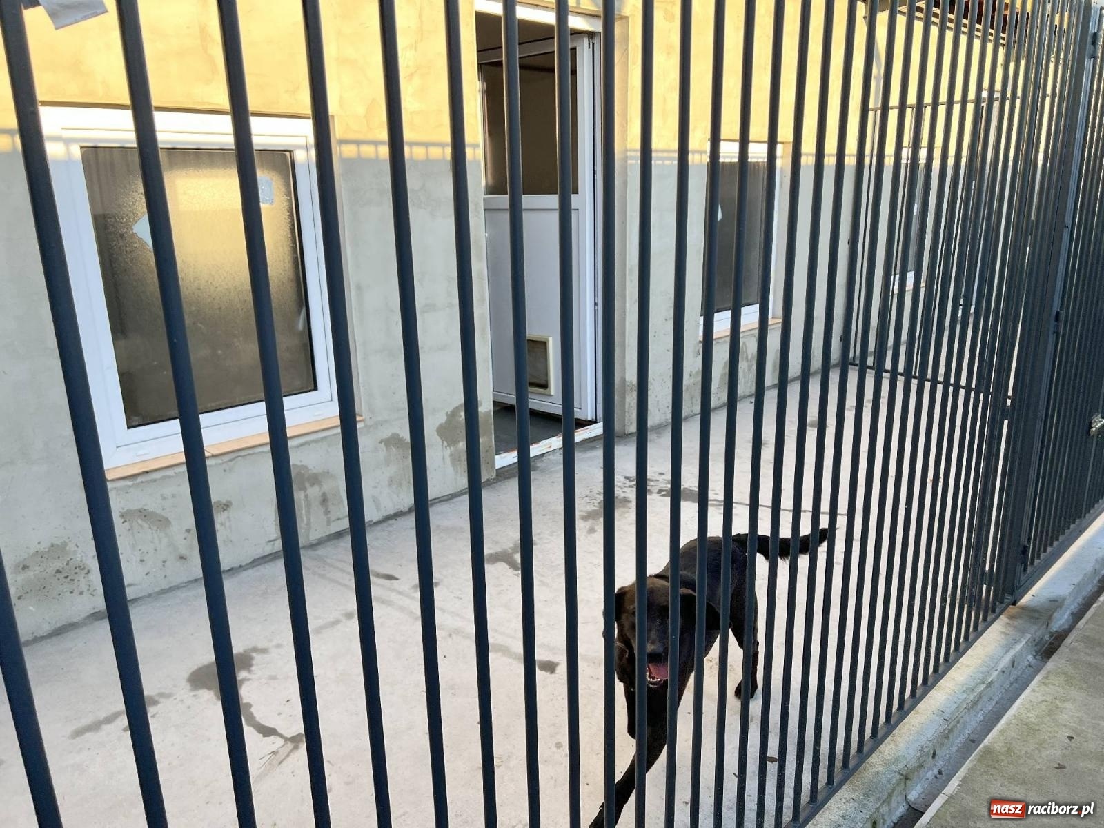 Zdjęcie w galerii na portalu naszraciborz.pl: Racibórz bez schroniska dla bezdomnych zwierząt? wiadomości z regionu