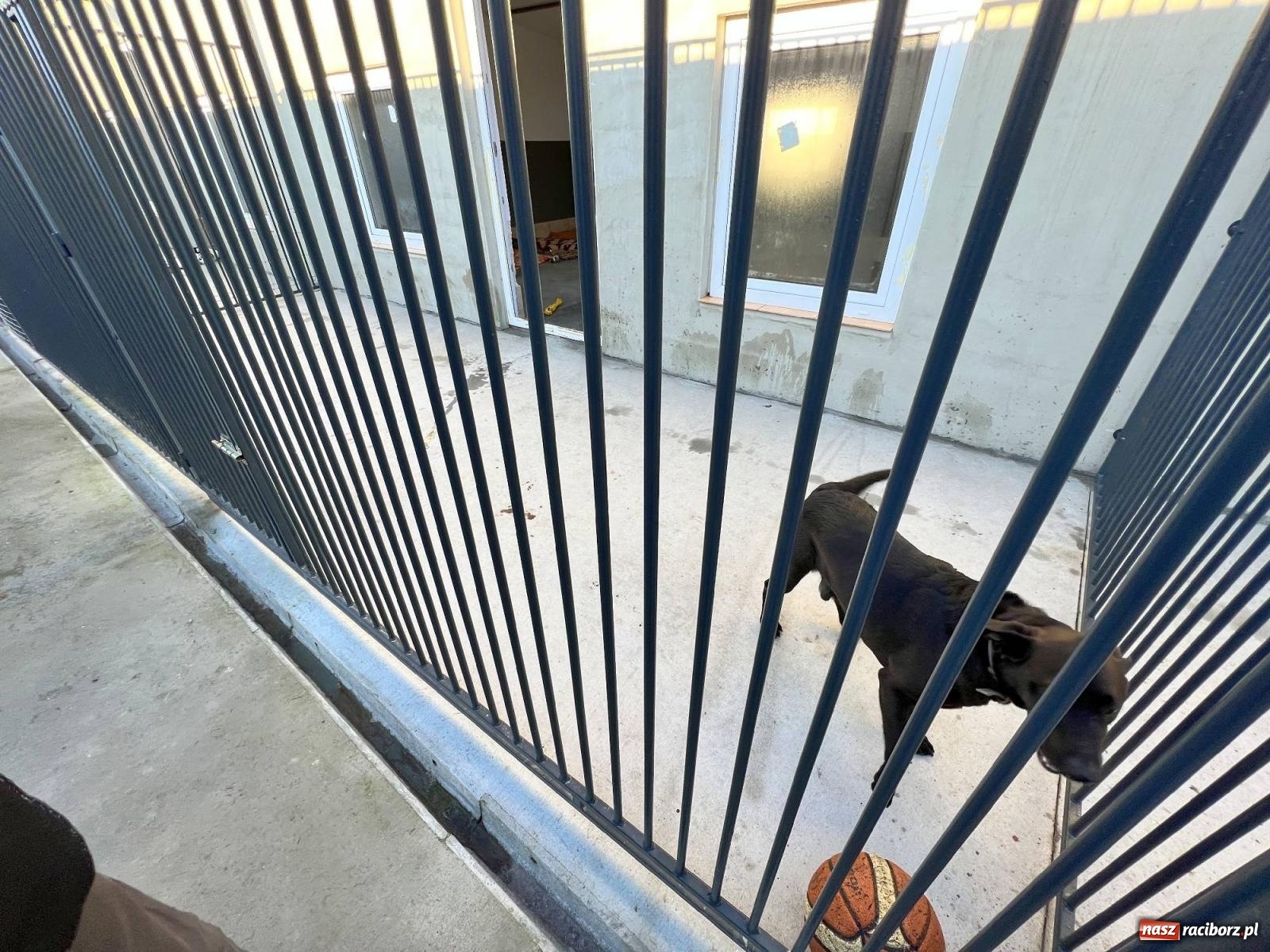 Zdjęcie w galerii na portalu naszraciborz.pl: Racibórz bez schroniska dla bezdomnych zwierząt? wiadomości z regionu