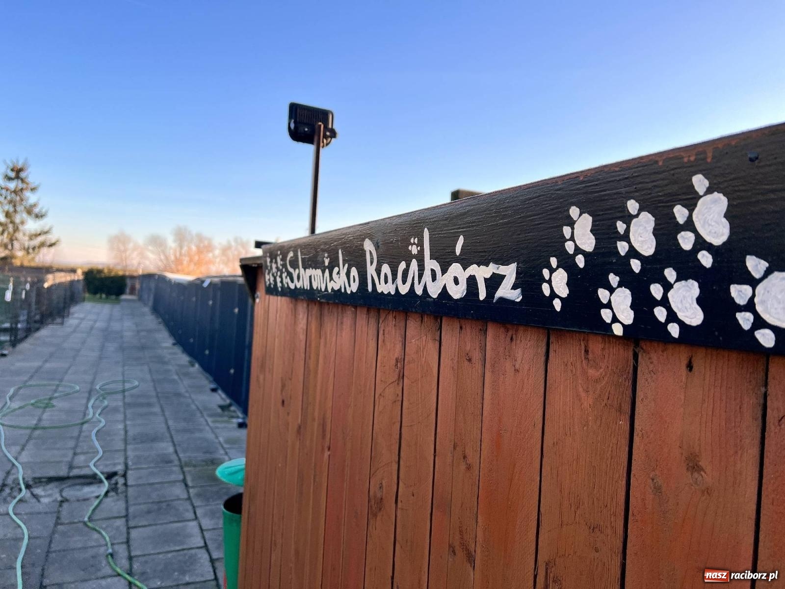 Zdjęcie w galerii na portalu naszraciborz.pl: Racibórz bez schroniska dla bezdomnych zwierząt? wiadomości z regionu