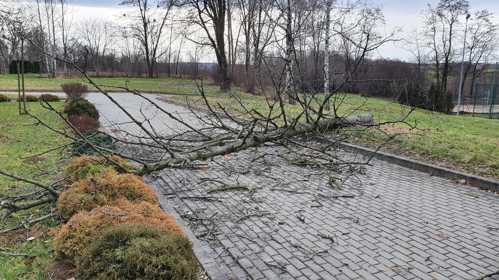 Zdjęcie w galerii na portalu naszraciborz.pl: Bobry przyczyną strażackiej interwencji wiadomości z regionu