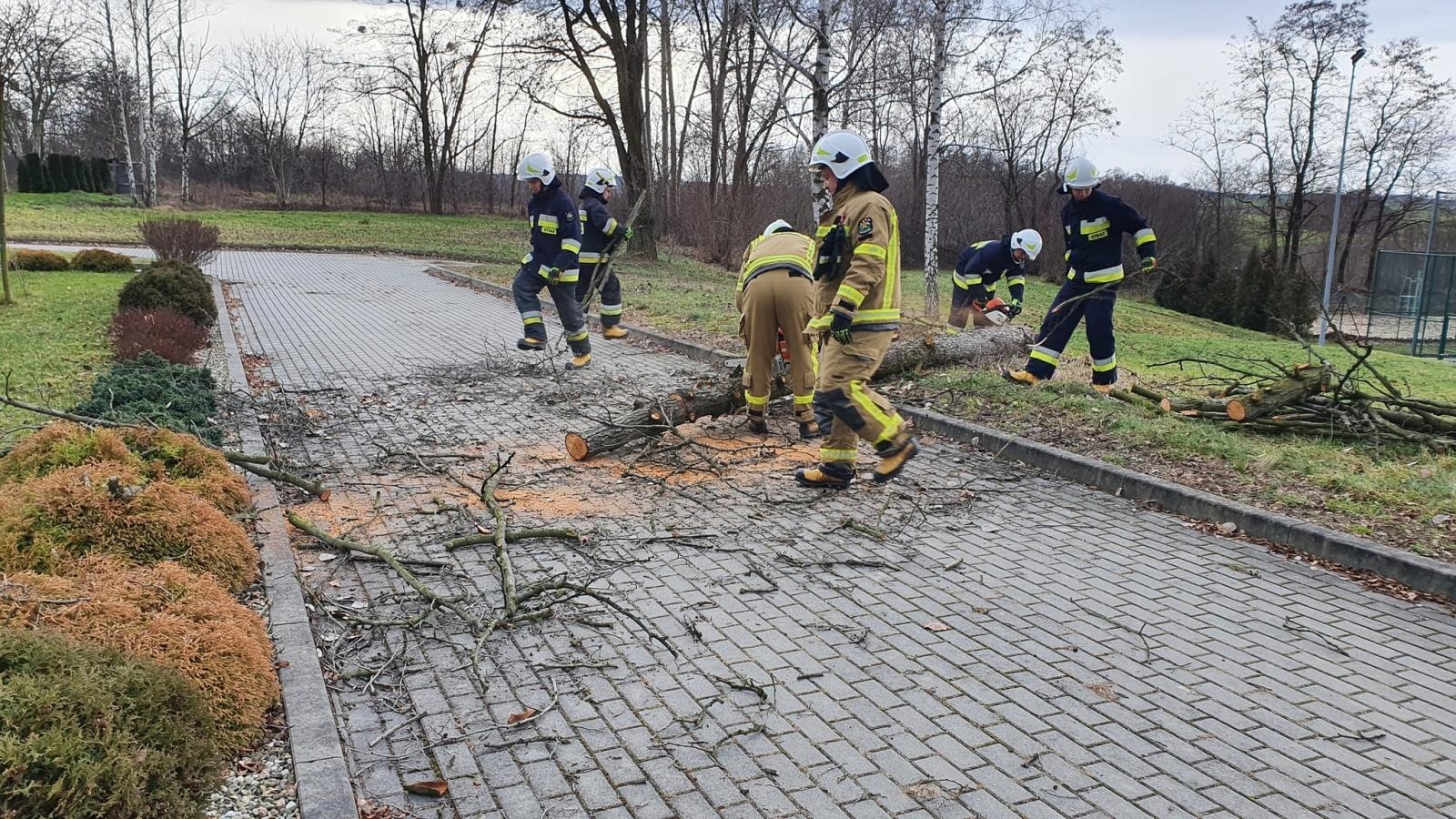 Zdjęcie w galerii na portalu naszraciborz.pl: Bobry przyczyną strażackiej interwencji wiadomości z regionu