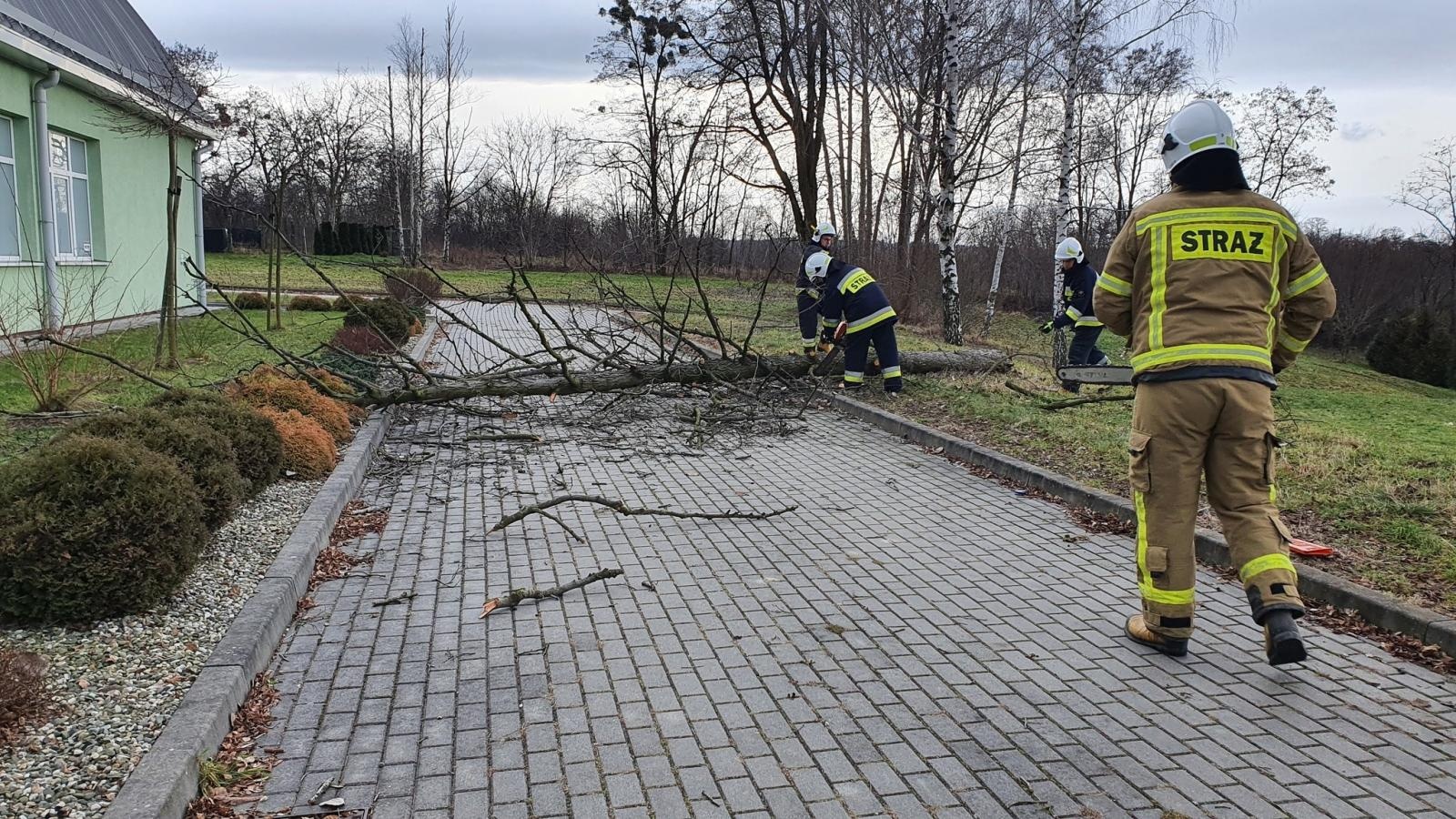 Zdjęcie w galerii na portalu naszraciborz.pl: Bobry przyczyną strażackiej interwencji wiadomości z regionu