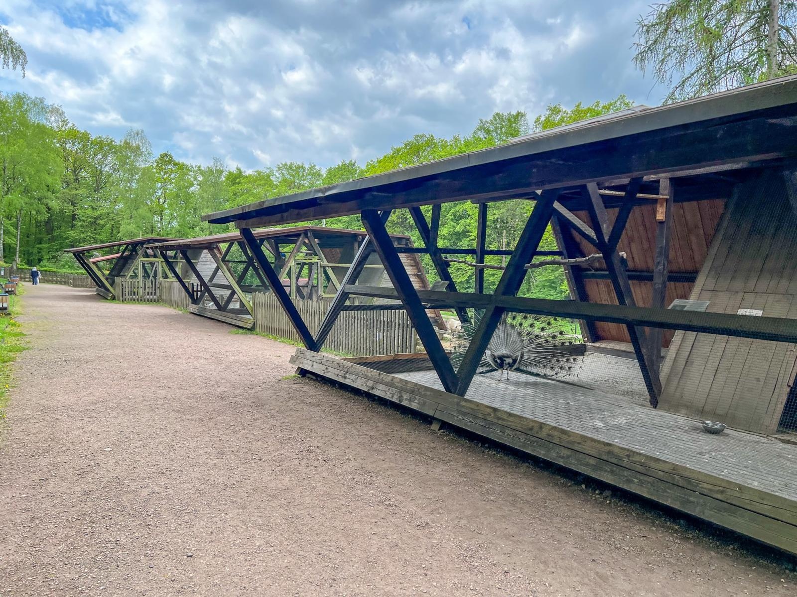 Zdjęcie w galerii na portalu naszraciborz.pl: Większe, bardziej zielone i z alpakami. Takie ma być nowe zoo w Raciborzu [WIDEO] wiadomości z regionu