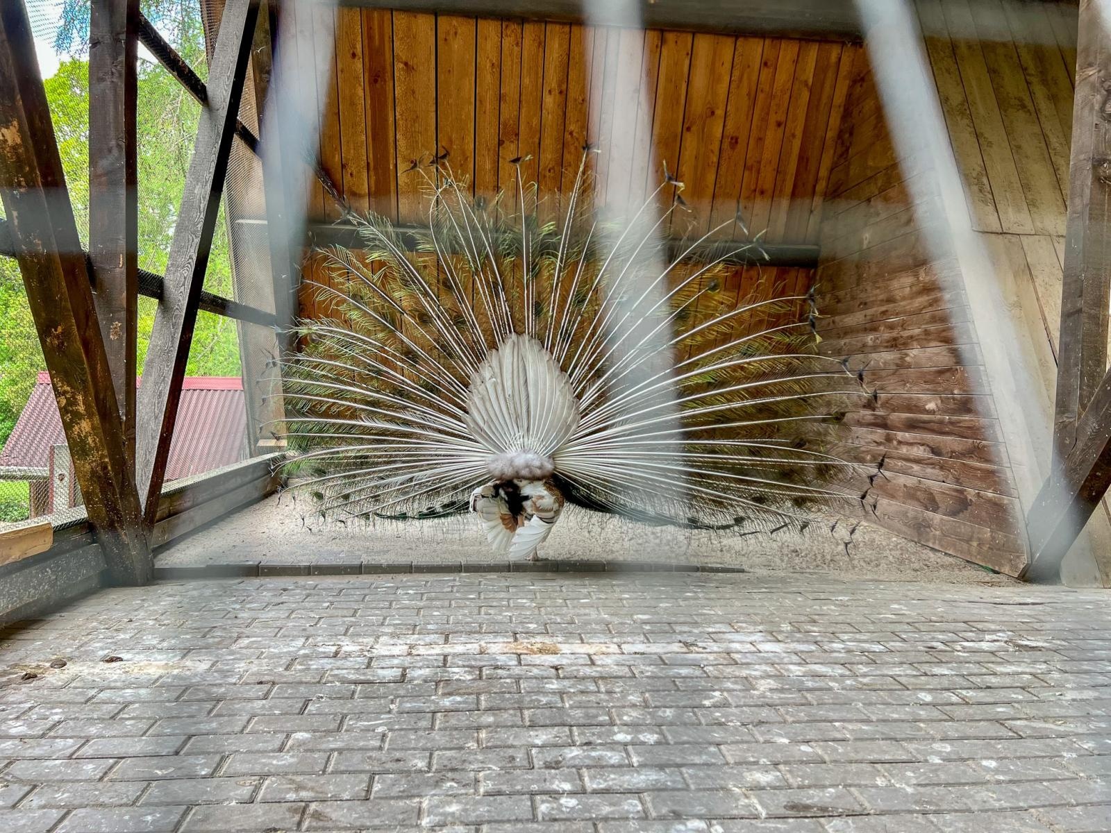 Zdjęcie w galerii na portalu naszraciborz.pl: Większe, bardziej zielone i z alpakami. Takie ma być nowe zoo w Raciborzu [WIDEO] wiadomości z regionu