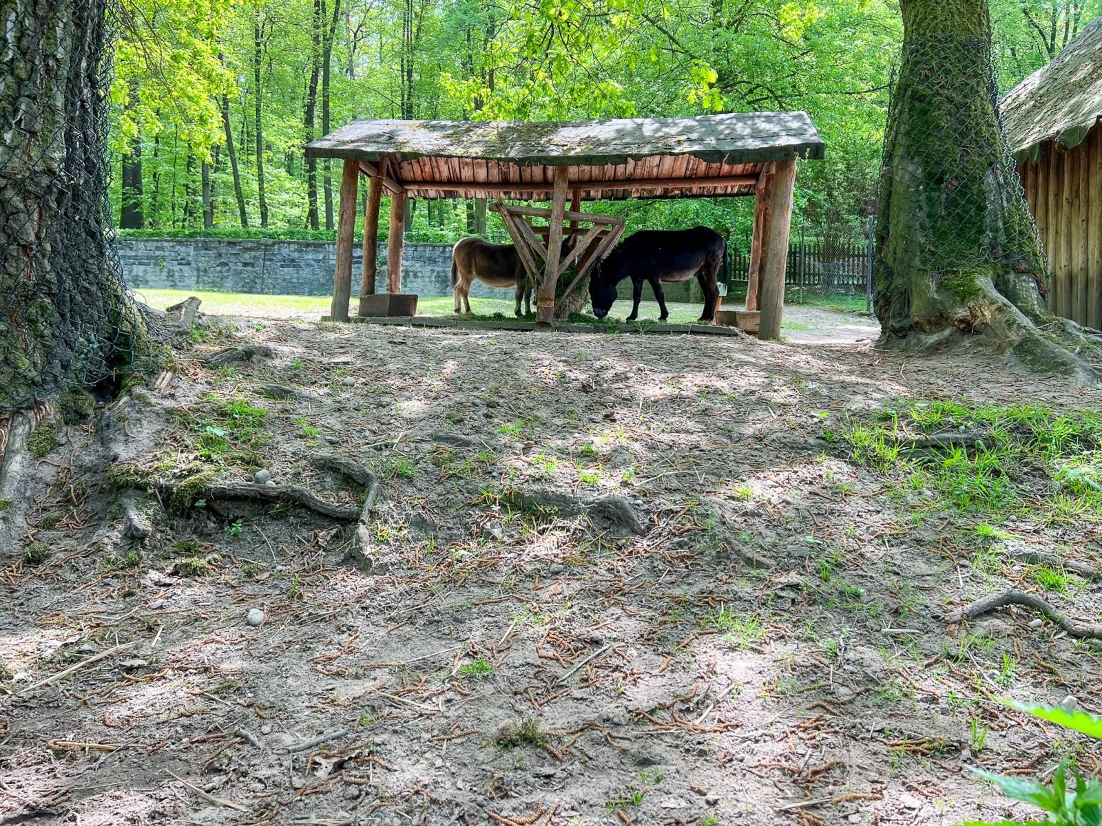 Zdjęcie w galerii na portalu naszraciborz.pl: Większe, bardziej zielone i z alpakami. Takie ma być nowe zoo w Raciborzu [WIDEO] wiadomości z regionu