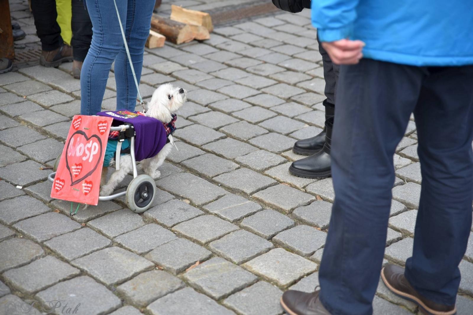 Zdjęcie w galerii na portalu naszraciborz.pl: Racibórz na żywo w TVN. Orkiestra gra na Rynku [FOTO i WIDEO] wiadomości z regionu