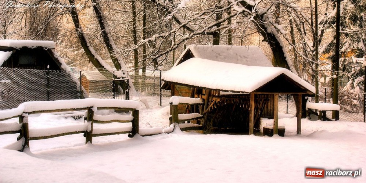 Zdjęcie w galerii na portalu naszraciborz.pl: Zimowe pejzaże w obiektywie czytelników wiadomości z regionu