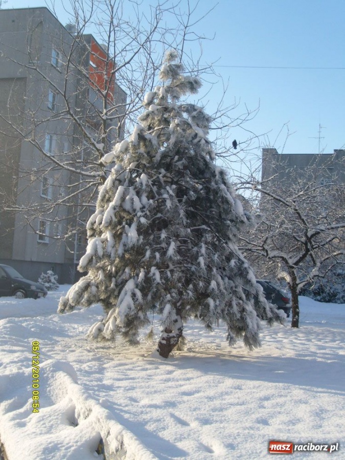 Zdjęcie w galerii na portalu naszraciborz.pl: Zimowe pejzaże w obiektywie czytelników wiadomości z regionu