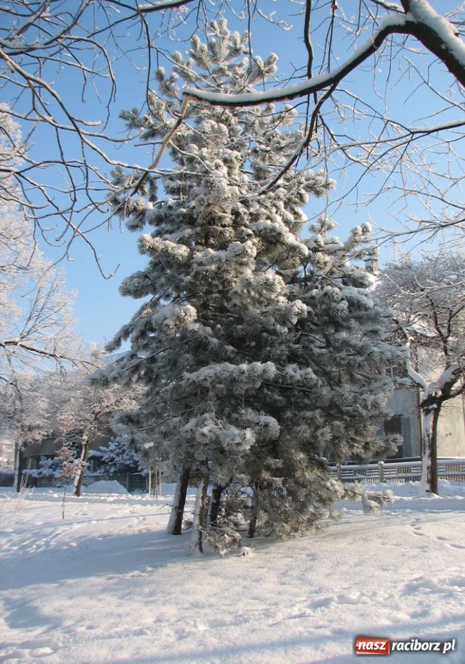 Zdjęcie w galerii na portalu naszraciborz.pl: Zimowe pejzaże w obiektywie czytelników wiadomości z regionu