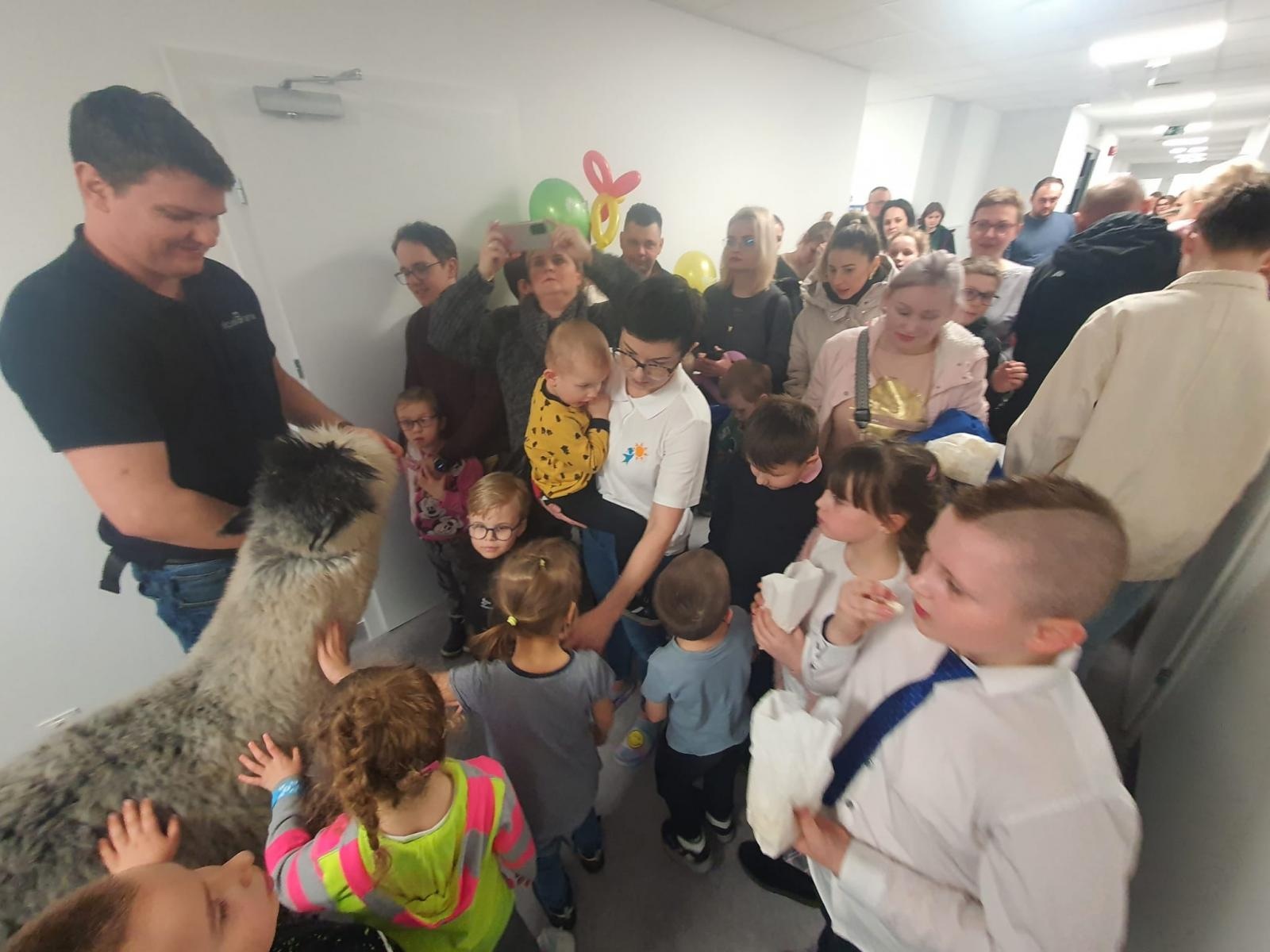 Zdjęcie w galerii na portalu naszraciborz.pl: Spacer z alpakami po szkolnym korytarzu... wiadomości z regionu
