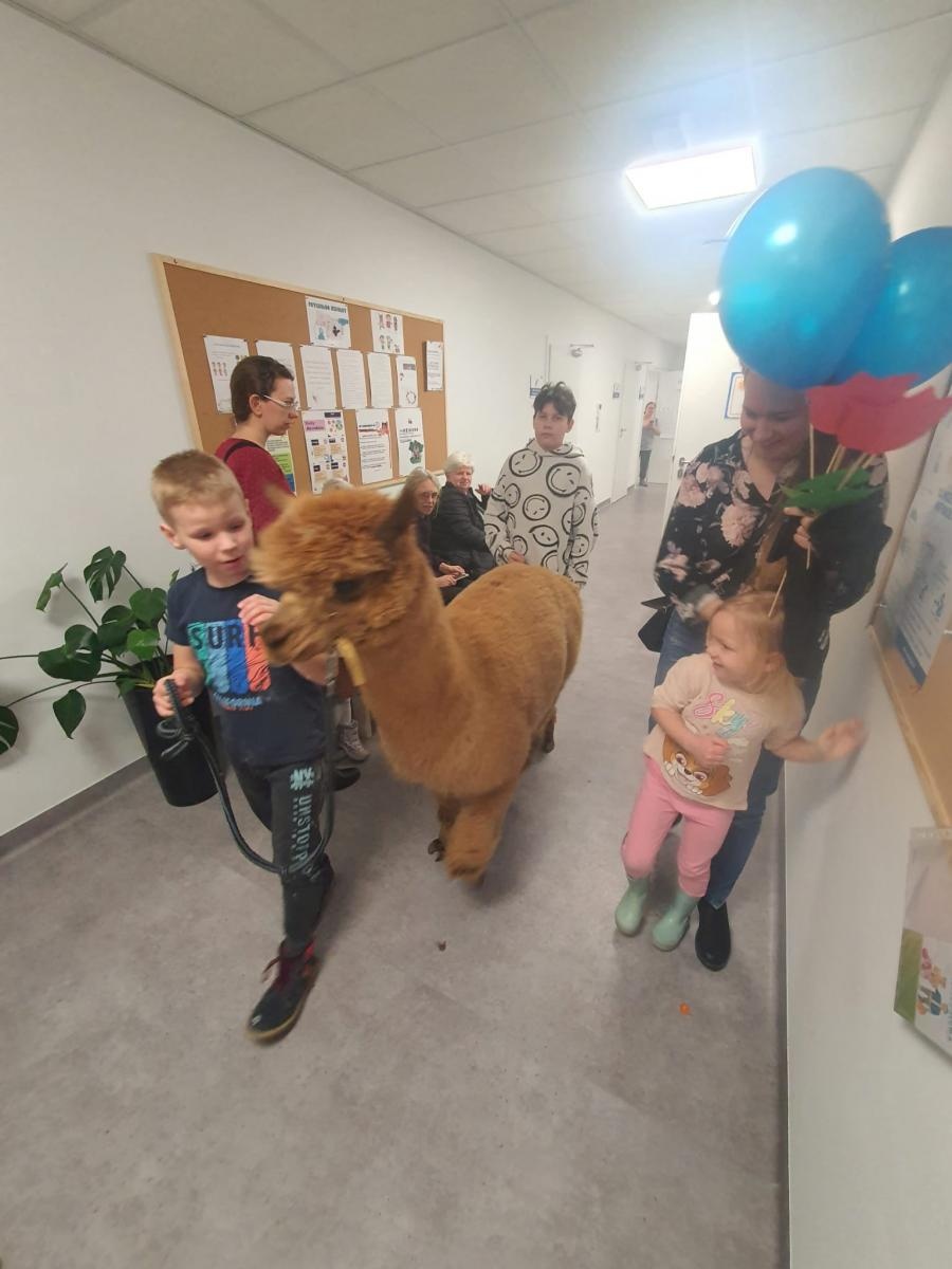 Zdjęcie w galerii na portalu naszraciborz.pl: Spacer z alpakami po szkolnym korytarzu... wiadomości z regionu