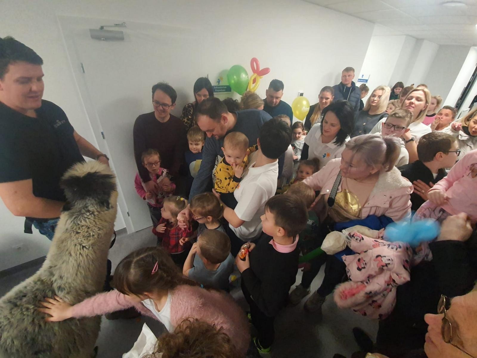 Zdjęcie w galerii na portalu naszraciborz.pl: Spacer z alpakami po szkolnym korytarzu... wiadomości z regionu