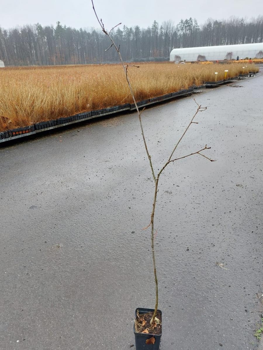 Zdjęcie w galerii na portalu naszraciborz.pl: Leśnicy z Rud przygotowali do sprzedaży sadzonki - potomków sędziwego dębu Cysters wiadomości z regionu