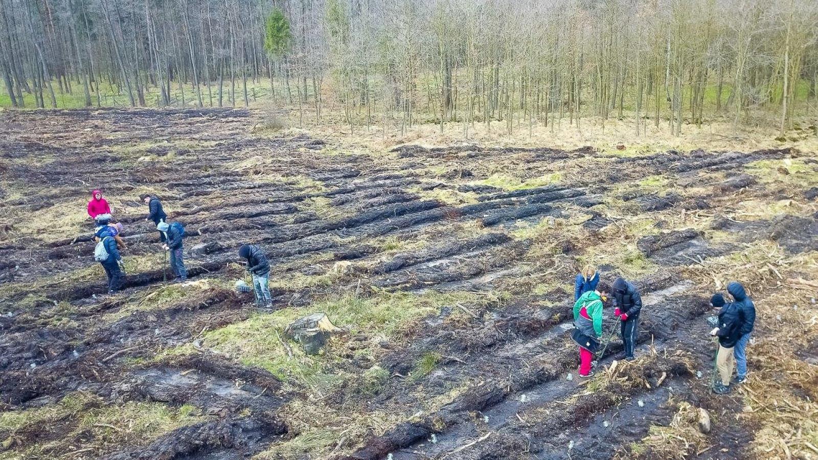 Zdjęcie w galerii na portalu naszraciborz.pl: PGE GiEK posadziła 1000 nowych drzew w ramach akcji Lasy Pełne Energii wiadomości z regionu