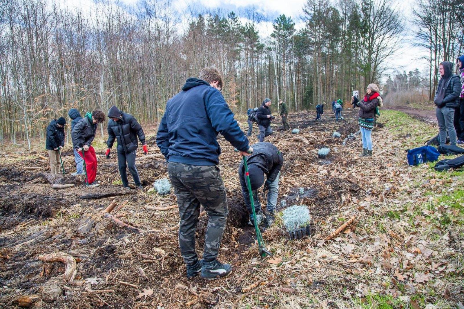 Zdjęcie w galerii na portalu naszraciborz.pl: PGE GiEK posadziła 1000 nowych drzew w ramach akcji Lasy Pełne Energii wiadomości z regionu
