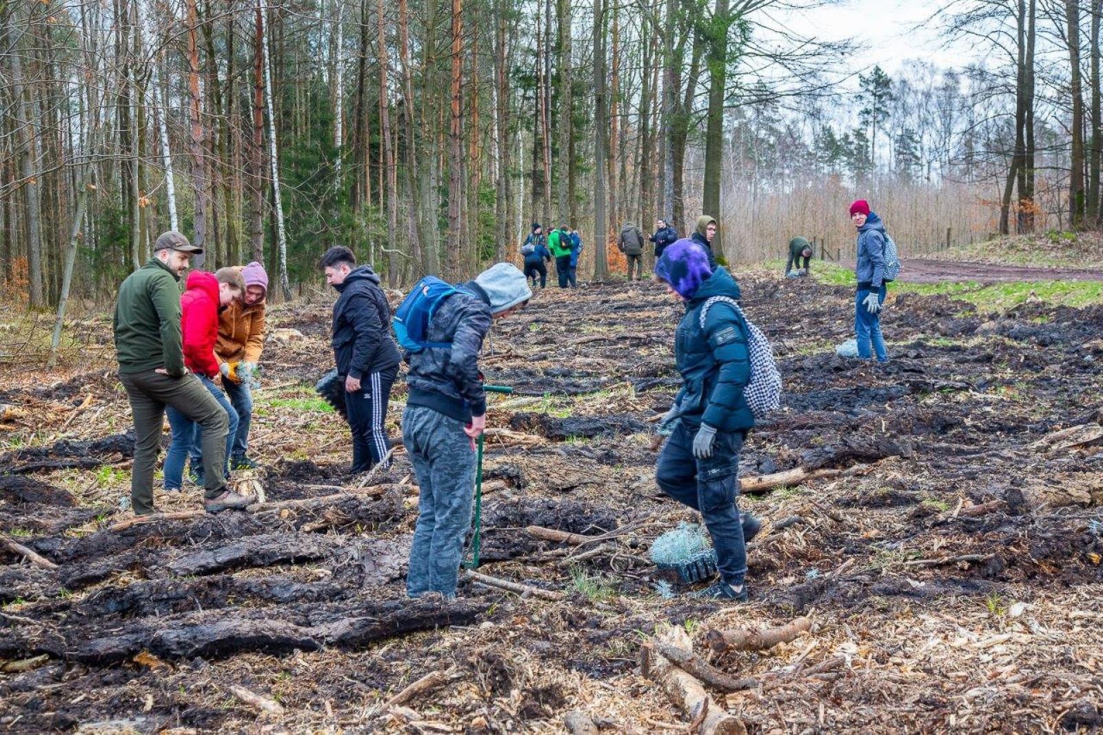 Zdjęcie w galerii na portalu naszraciborz.pl: PGE GiEK posadziła 1000 nowych drzew w ramach akcji Lasy Pełne Energii wiadomości z regionu