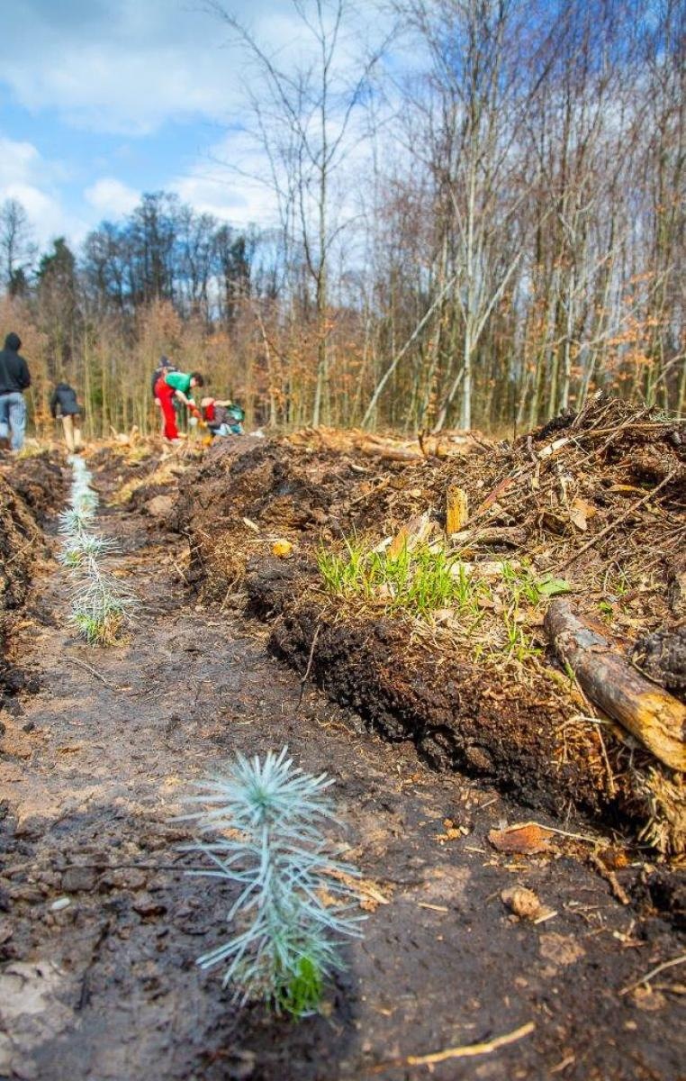 Zdjęcie w galerii na portalu naszraciborz.pl: PGE GiEK posadziła 1000 nowych drzew w ramach akcji Lasy Pełne Energii wiadomości z regionu