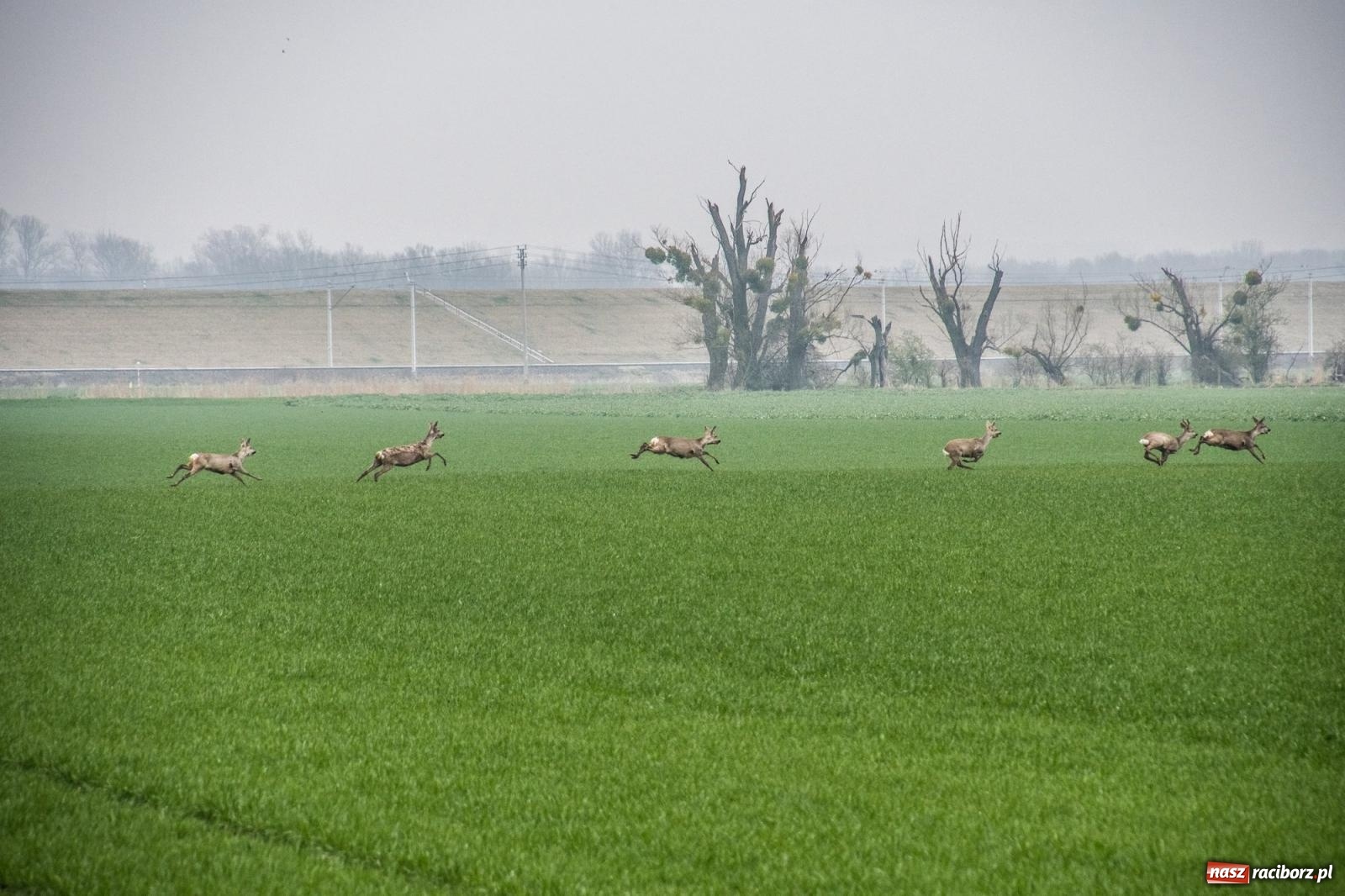 Zdjęcie w galerii na portalu naszraciborz.pl: Z pokolenia na pokolenie. Procesja wielkanocna w Sudole [FOTO i WIDEO] wiadomości z regionu