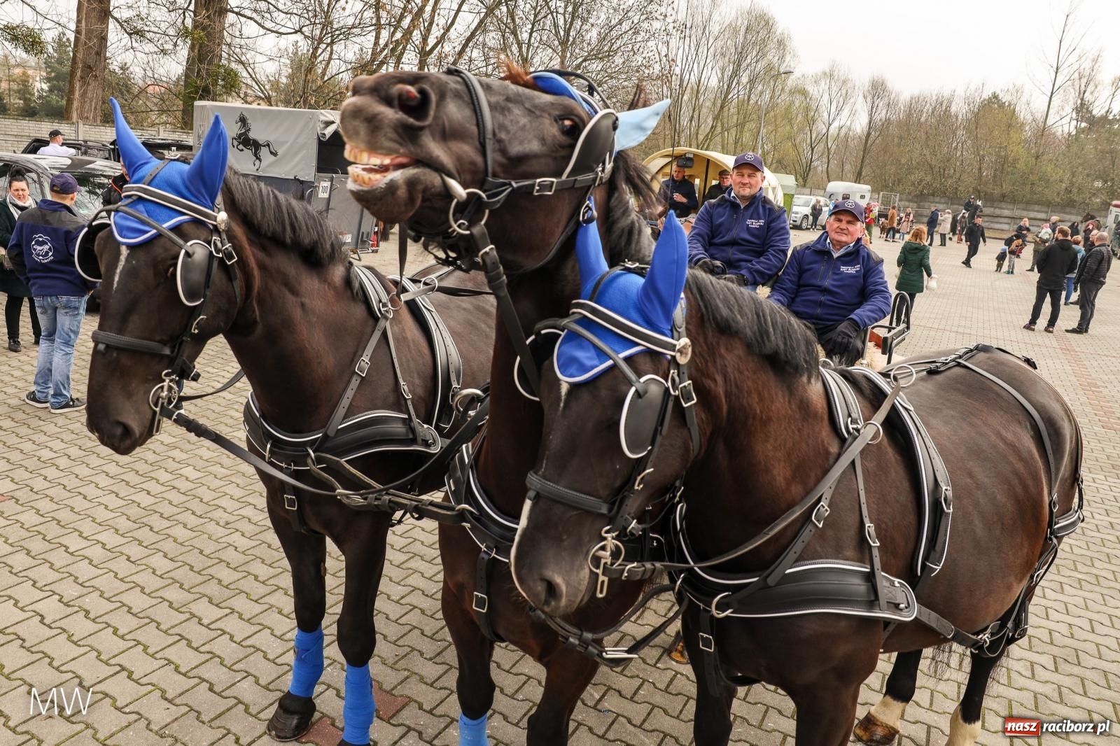 Zdjęcie w galerii na portalu naszraciborz.pl: Ludzie i obrzędy. Pietrowickie Osterreiten [FOTO] wiadomości z regionu