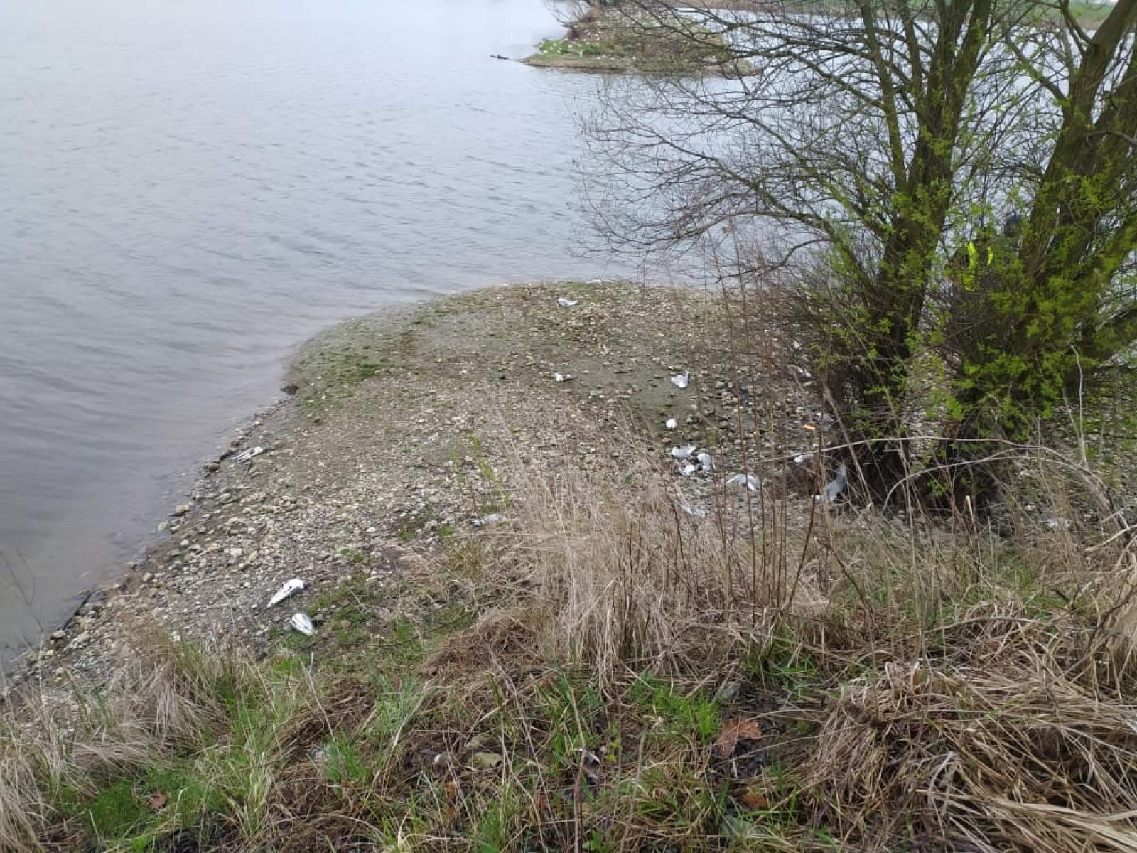 Zdjęcie w galerii na portalu naszraciborz.pl: Martwe rybitwy na starym Roszkowie. Padło ponad 400 sztuk! [FOTO] wiadomości z regionu