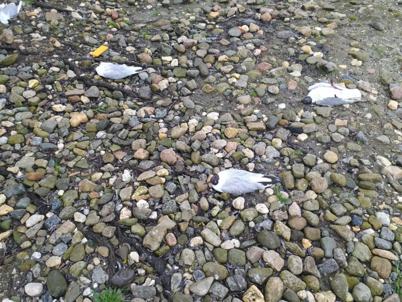 Zdjęcie w galerii na portalu naszraciborz.pl: Martwe rybitwy na starym Roszkowie. Padło ponad 400 sztuk! [FOTO] wiadomości z regionu