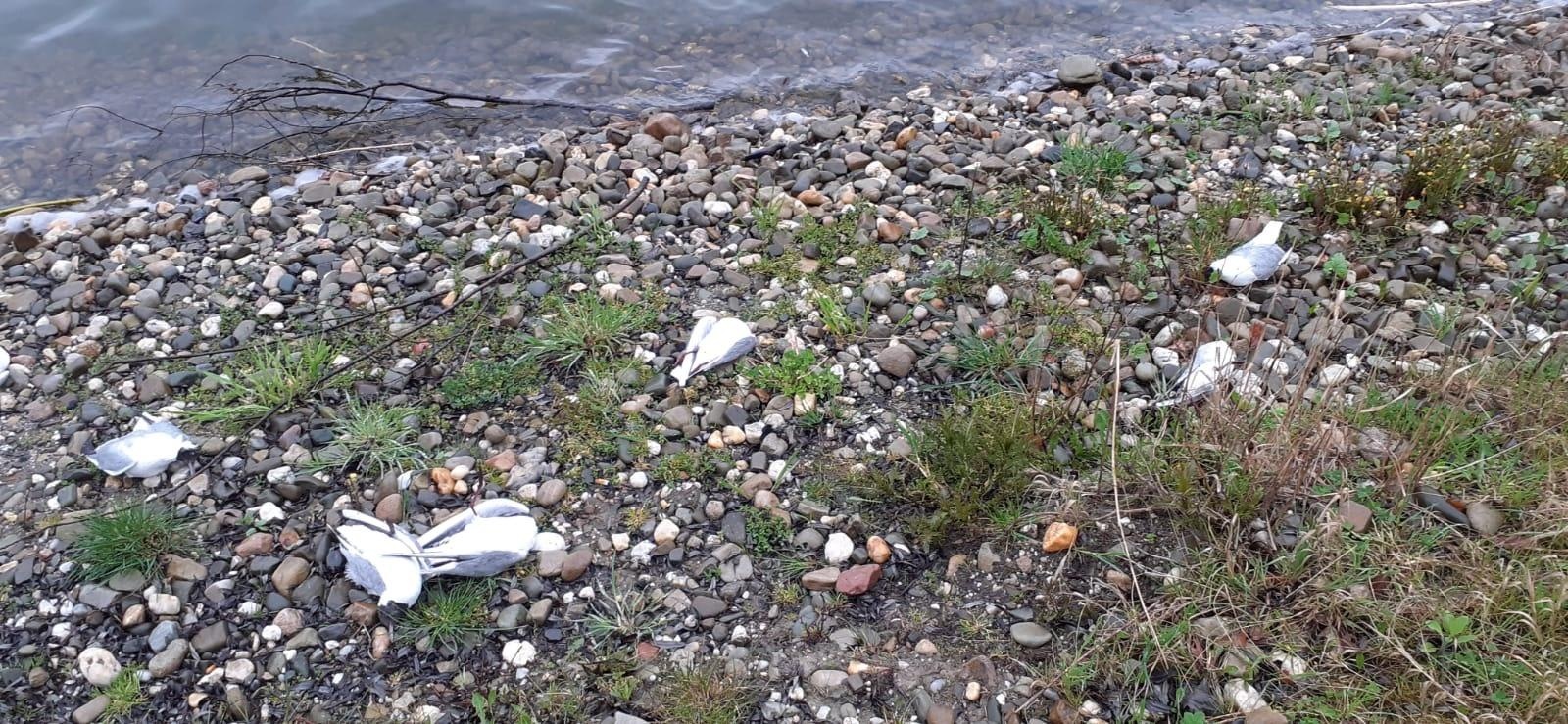 Zdjęcie w galerii na portalu naszraciborz.pl: Martwe rybitwy na starym Roszkowie. Padło ponad 400 sztuk! [FOTO] wiadomości z regionu