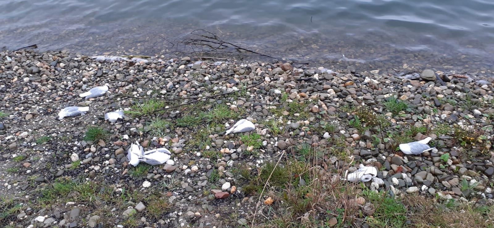 Zdjęcie w galerii na portalu naszraciborz.pl: Martwe rybitwy na starym Roszkowie. Padło ponad 400 sztuk! [FOTO] wiadomości z regionu
