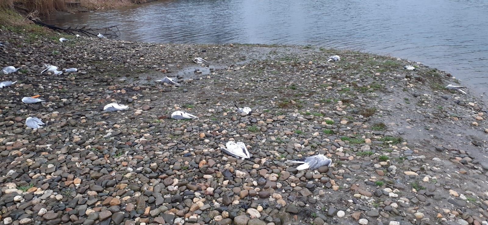 Zdjęcie w galerii na portalu naszraciborz.pl: Martwe rybitwy na starym Roszkowie. Padło ponad 400 sztuk! [FOTO] wiadomości z regionu