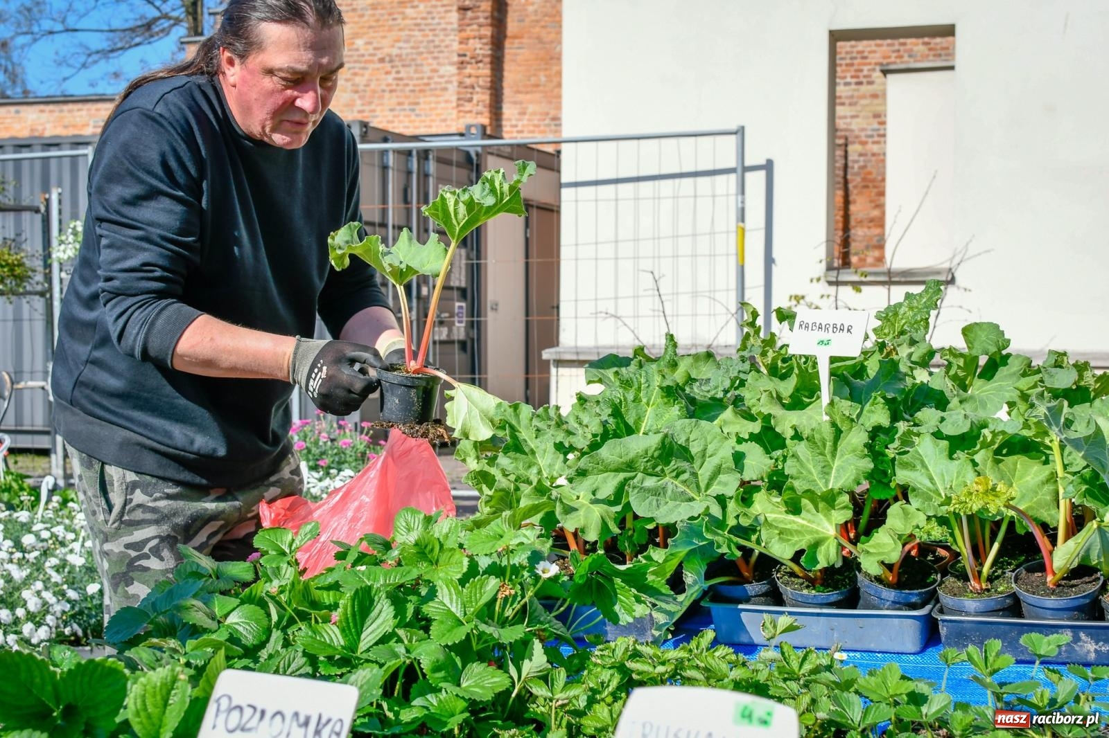 Zdjęcie w galerii na portalu naszraciborz.pl: Zamkowy dziedziniec tonie w kwiatach [FOTO i WIDEO] wiadomości z regionu