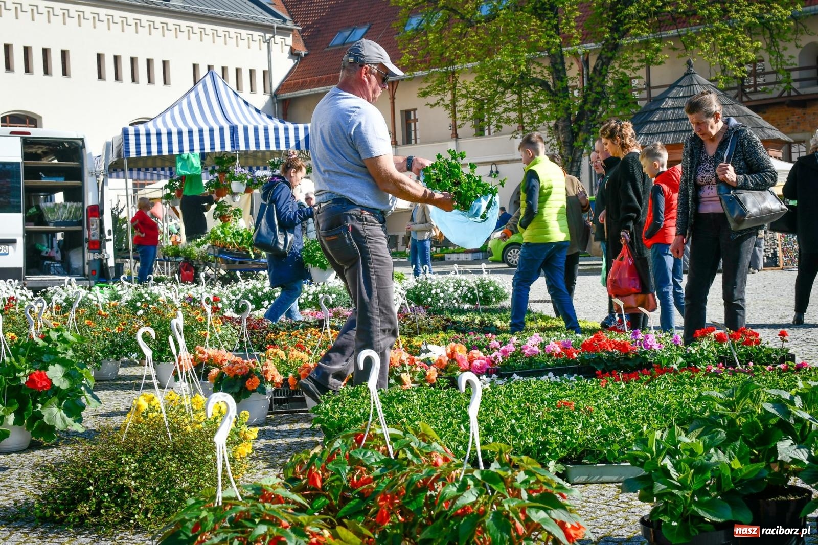 Zdjęcie w galerii na portalu naszraciborz.pl: Zamkowy dziedziniec tonie w kwiatach [FOTO i WIDEO] wiadomości z regionu