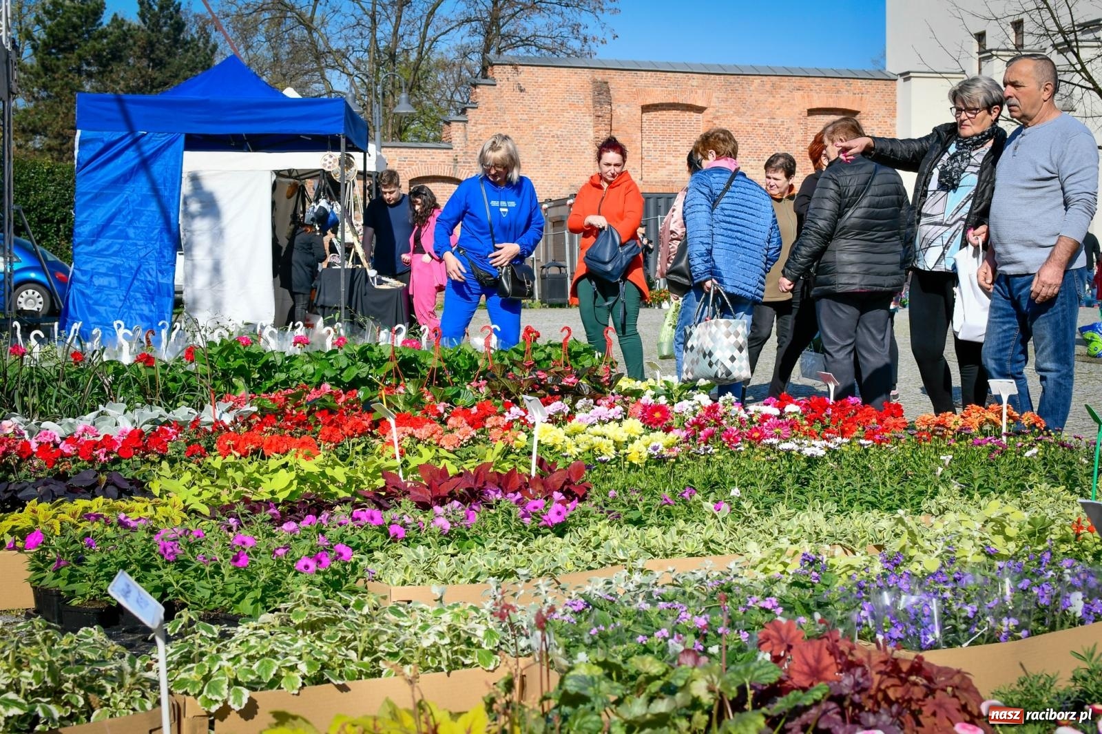 Zdjęcie w galerii na portalu naszraciborz.pl: Zamkowy dziedziniec tonie w kwiatach [FOTO i WIDEO] wiadomości z regionu