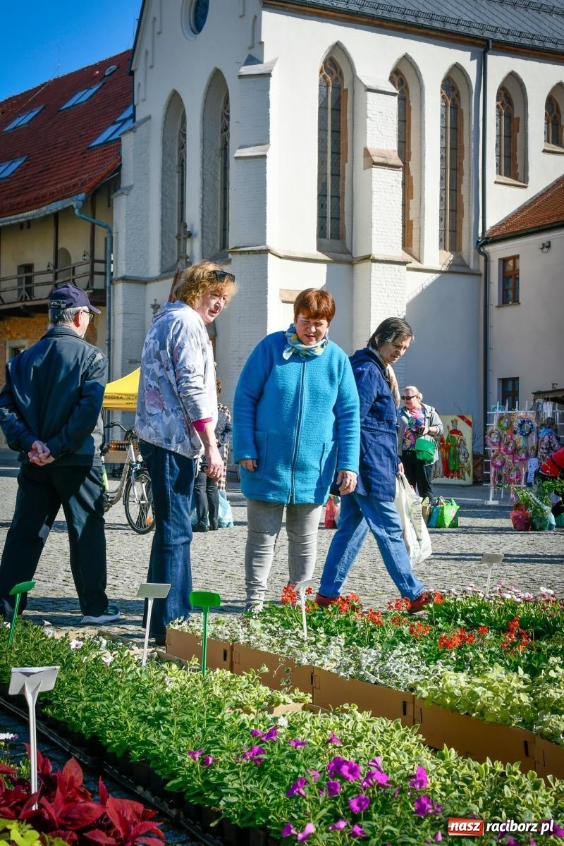 Zdjęcie w galerii na portalu naszraciborz.pl: Zamkowy dziedziniec tonie w kwiatach [FOTO i WIDEO] wiadomości z regionu