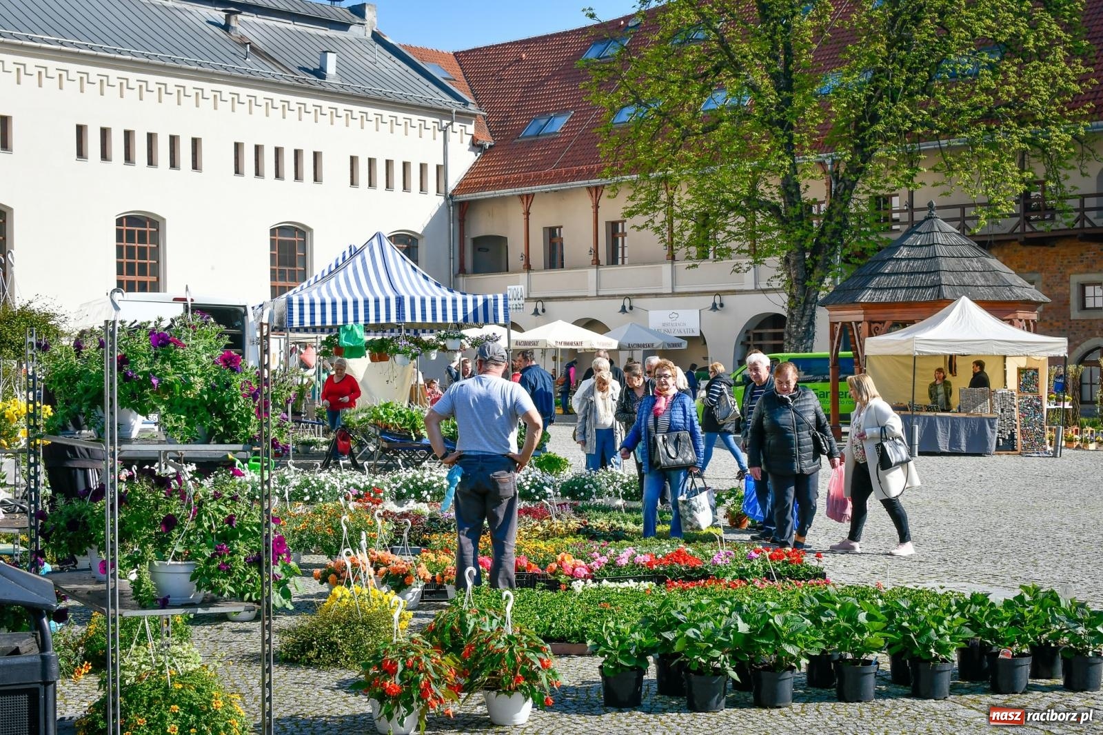 Zdjęcie w galerii na portalu naszraciborz.pl: Zamkowy dziedziniec tonie w kwiatach [FOTO i WIDEO] wiadomości z regionu