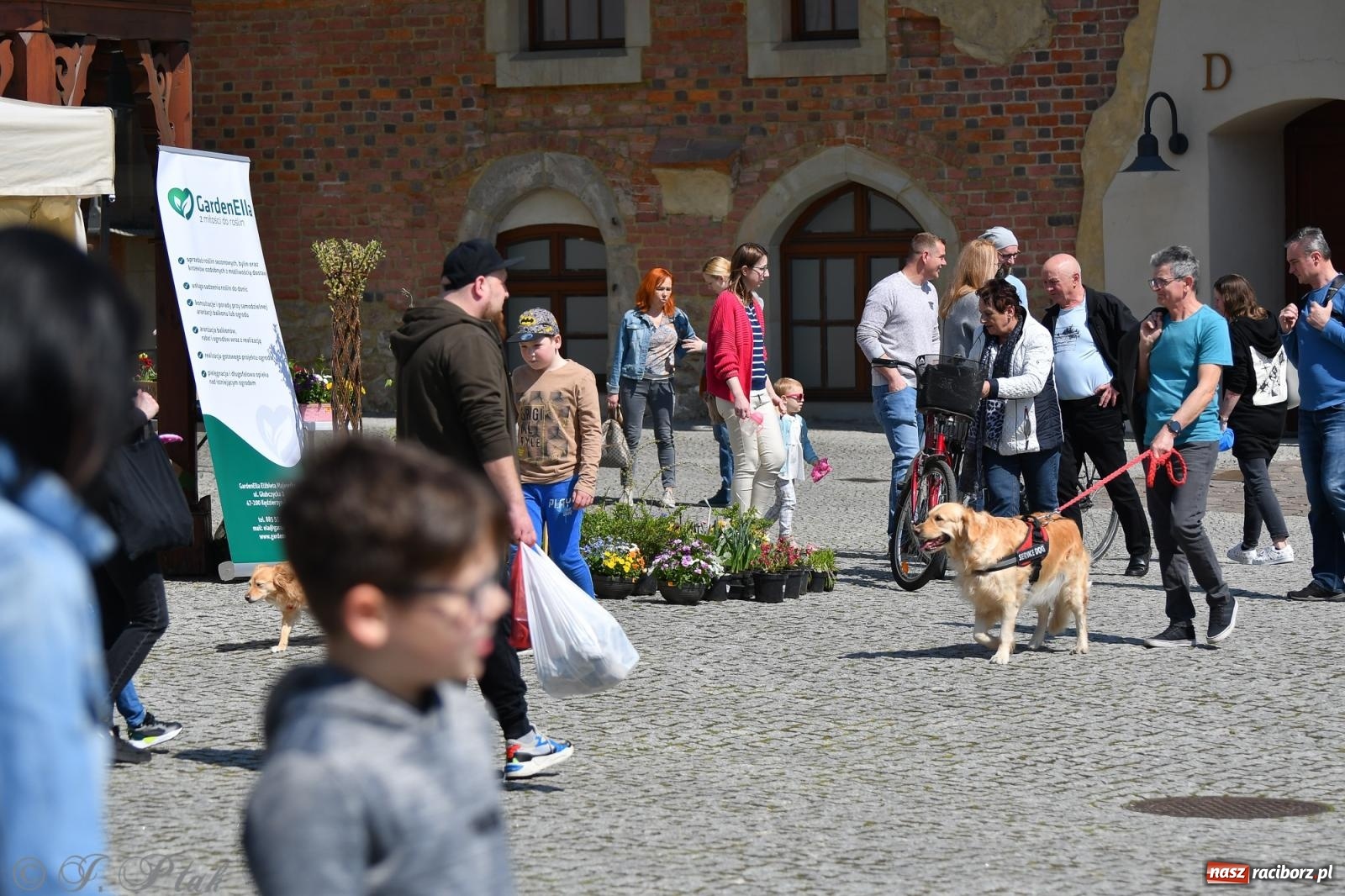 Zdjęcie w galerii na portalu naszraciborz.pl: Zamkowy dziedziniec tonie w kwiatach [FOTO i WIDEO] wiadomości z regionu