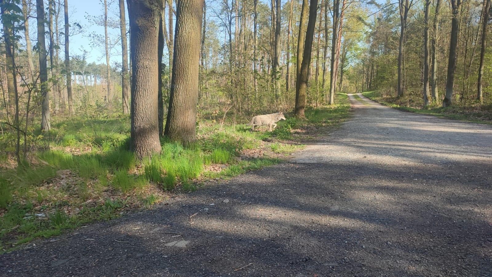 Zdjęcie w galerii na portalu naszraciborz.pl: Wilk widziany tuż przy drodze Racibórz-Rudy [WIDEO] wiadomości z regionu