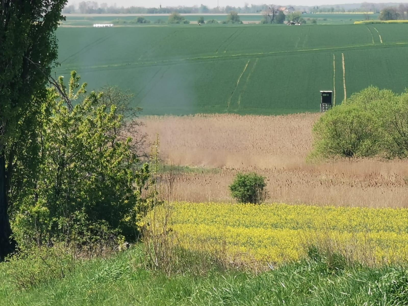 Zdjęcie w galerii na portalu naszraciborz.pl: Pożar trawy w Borucinie. Policja szuka podpalacza wiadomości z regionu