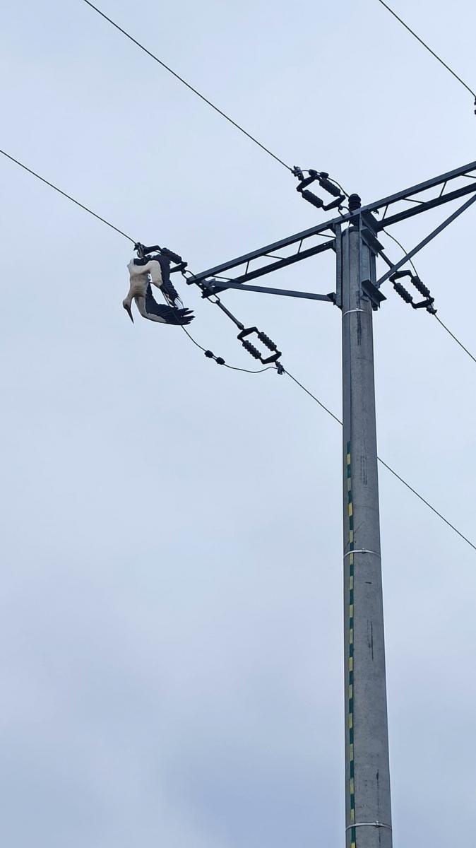 Zdjęcie w galerii na portalu naszraciborz.pl: Raport 998. Martwy bocian na linii energetycznej w Krzanowicach wiadomości z regionu