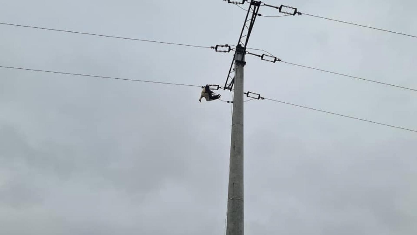 Zdjęcie w galerii na portalu naszraciborz.pl: Raport 998. Martwy bocian na linii energetycznej w Krzanowicach wiadomości z regionu