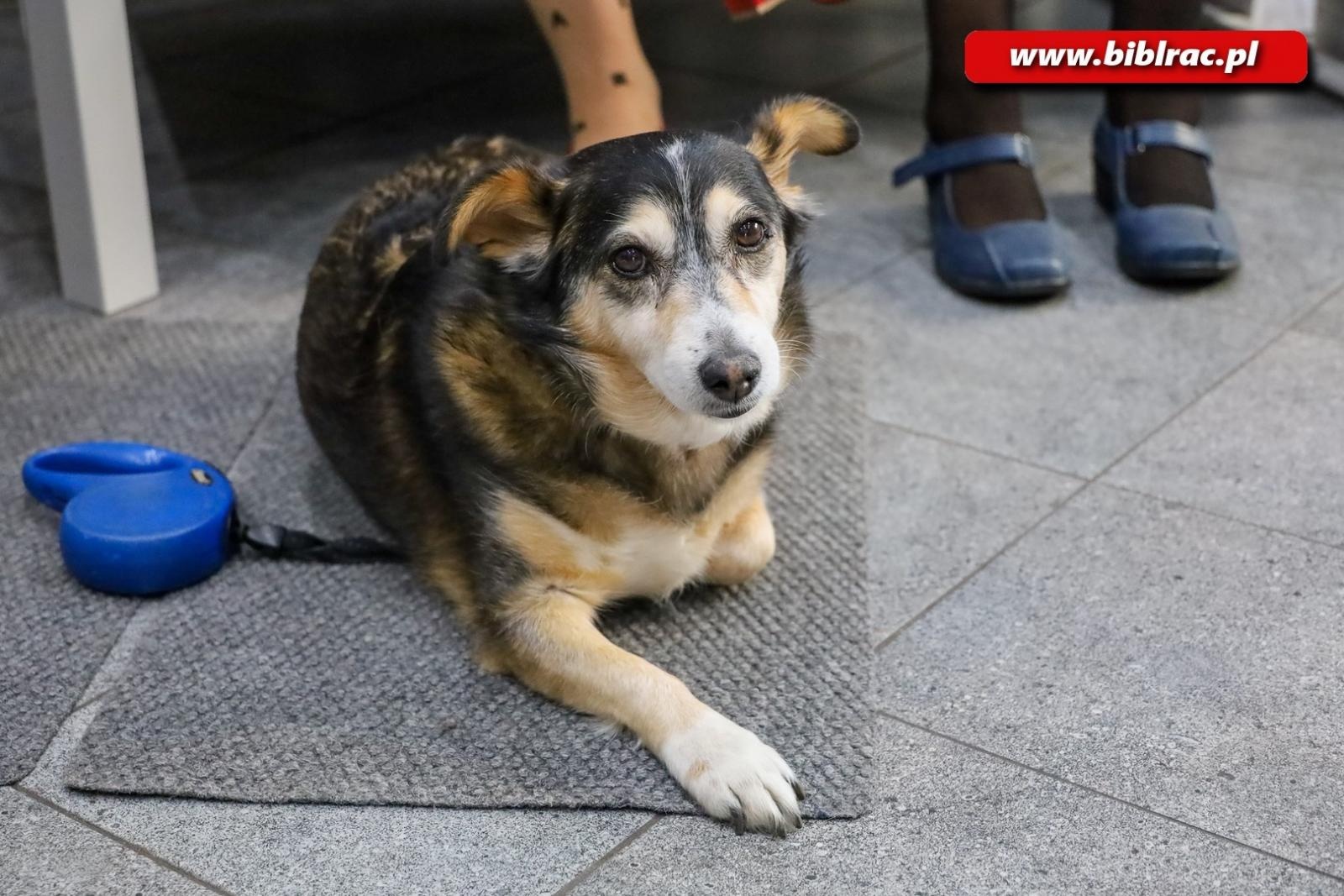 Zdjęcie w galerii na portalu naszraciborz.pl: Mistrzyni komedii kryminalnych Marta Matyszczak w bibliotece na Ostrogu wiadomości z regionu