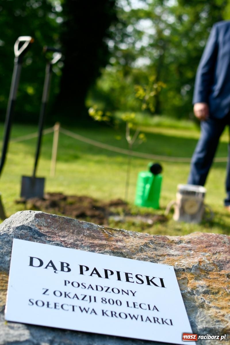 Zdjęcie w galerii na portalu naszraciborz.pl: Znaczek, dąb papieski, Krzesimir Dębski i tłum przed pałacem. Krowiarki świętują 800-lecie wiadomości z regionu