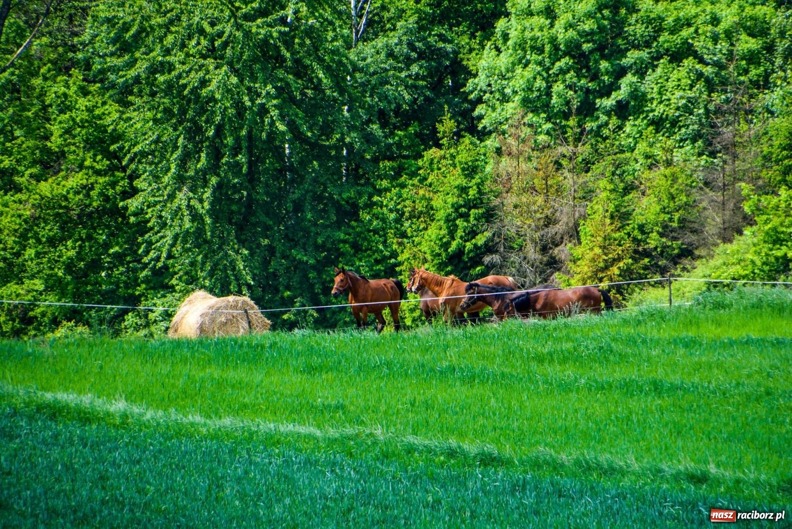 Zdjęcie w galerii na portalu naszraciborz.pl: Kornowac - gmina na rowerowe rajzy i miejsce do kąpieli słonecznych [FOTO i WIDEO] wiadomości z regionu