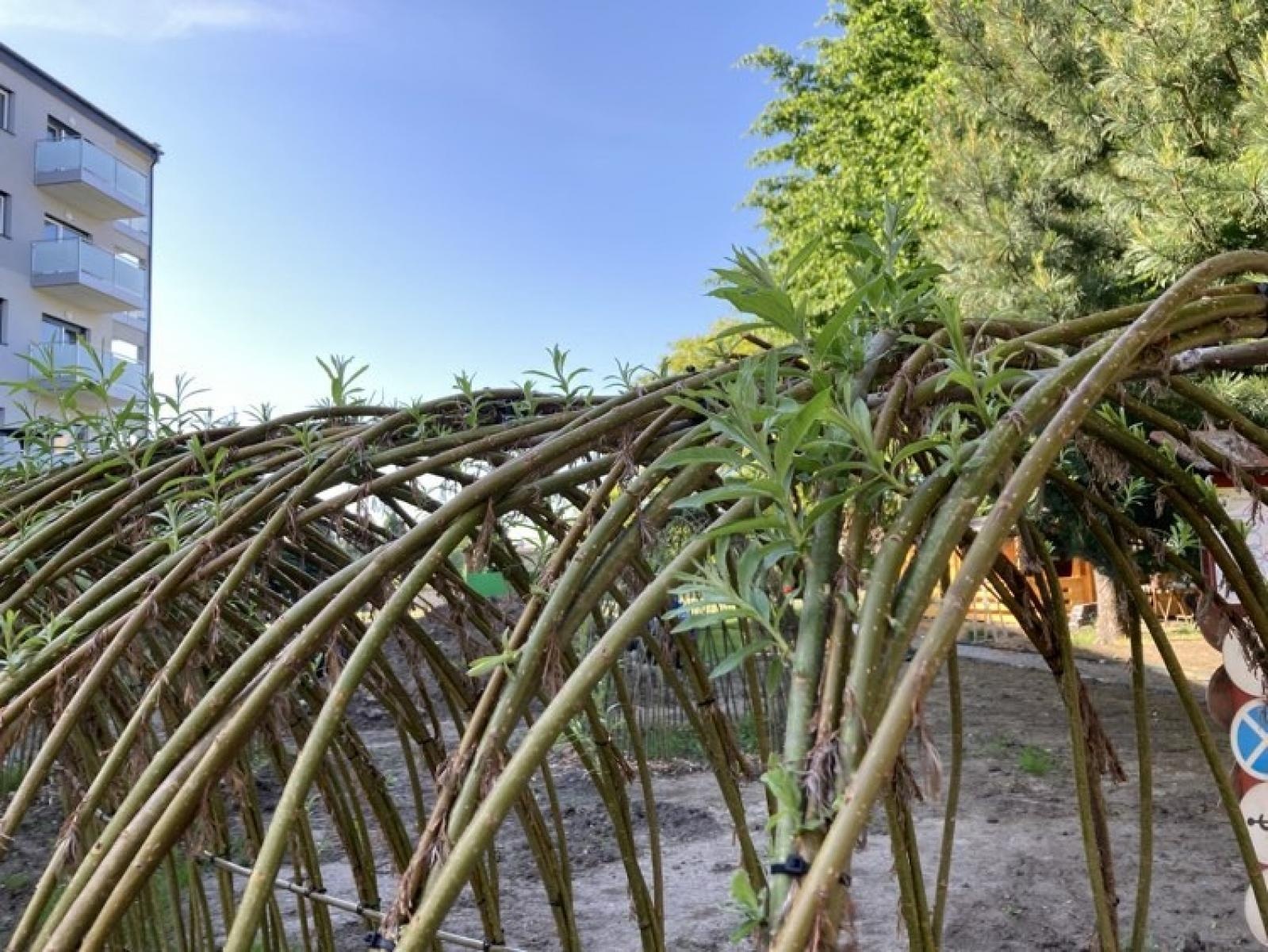 Zdjęcie w galerii na portalu naszraciborz.pl: Leśne ludki - projekt obywatelski zmierza do finału wiadomości z regionu