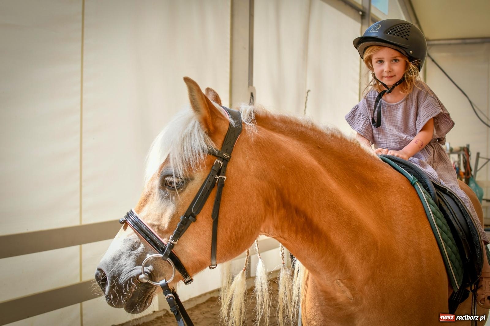 Zdjęcie w galerii na portalu naszraciborz.pl: Tłumy na Dniu Dziecka w klubie jeździeckim Aquabrax [FOTO i WIDEO] wiadomości z regionu