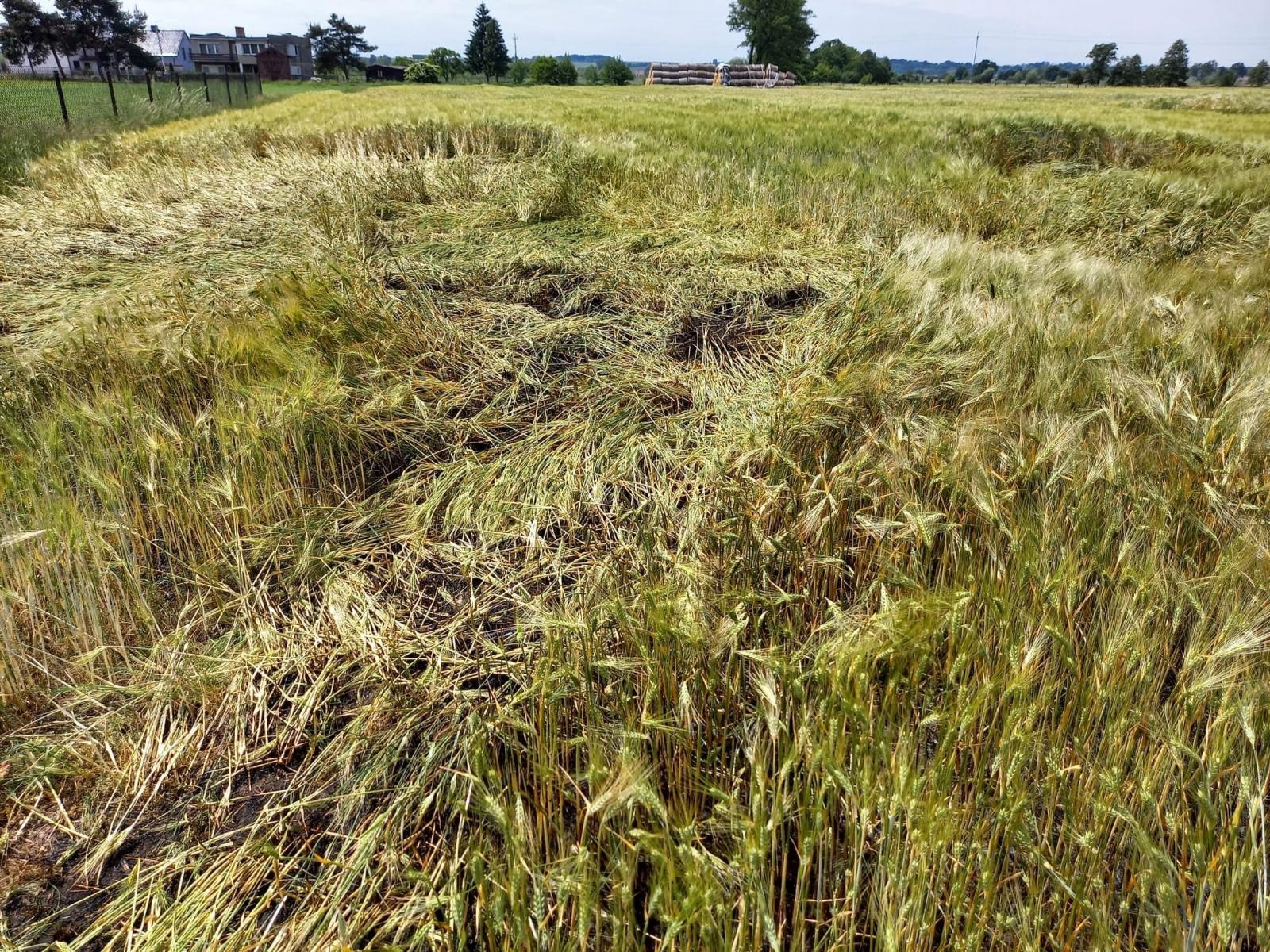Zdjęcie w galerii na portalu naszraciborz.pl: Raport 998. Pożar trawy i zboża na pniu w Budziskach wiadomości z regionu